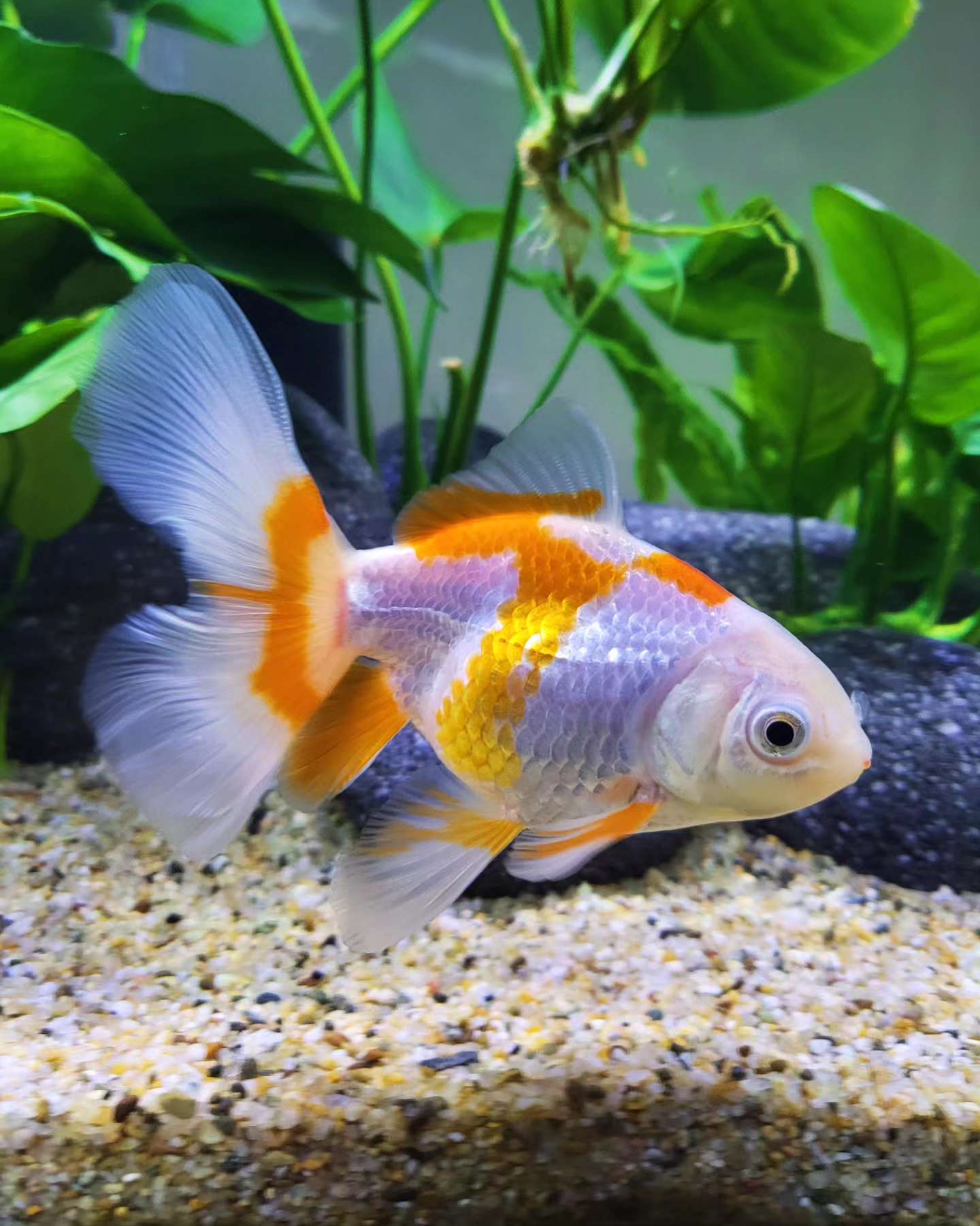 Home Aquarium Club Gallery Image