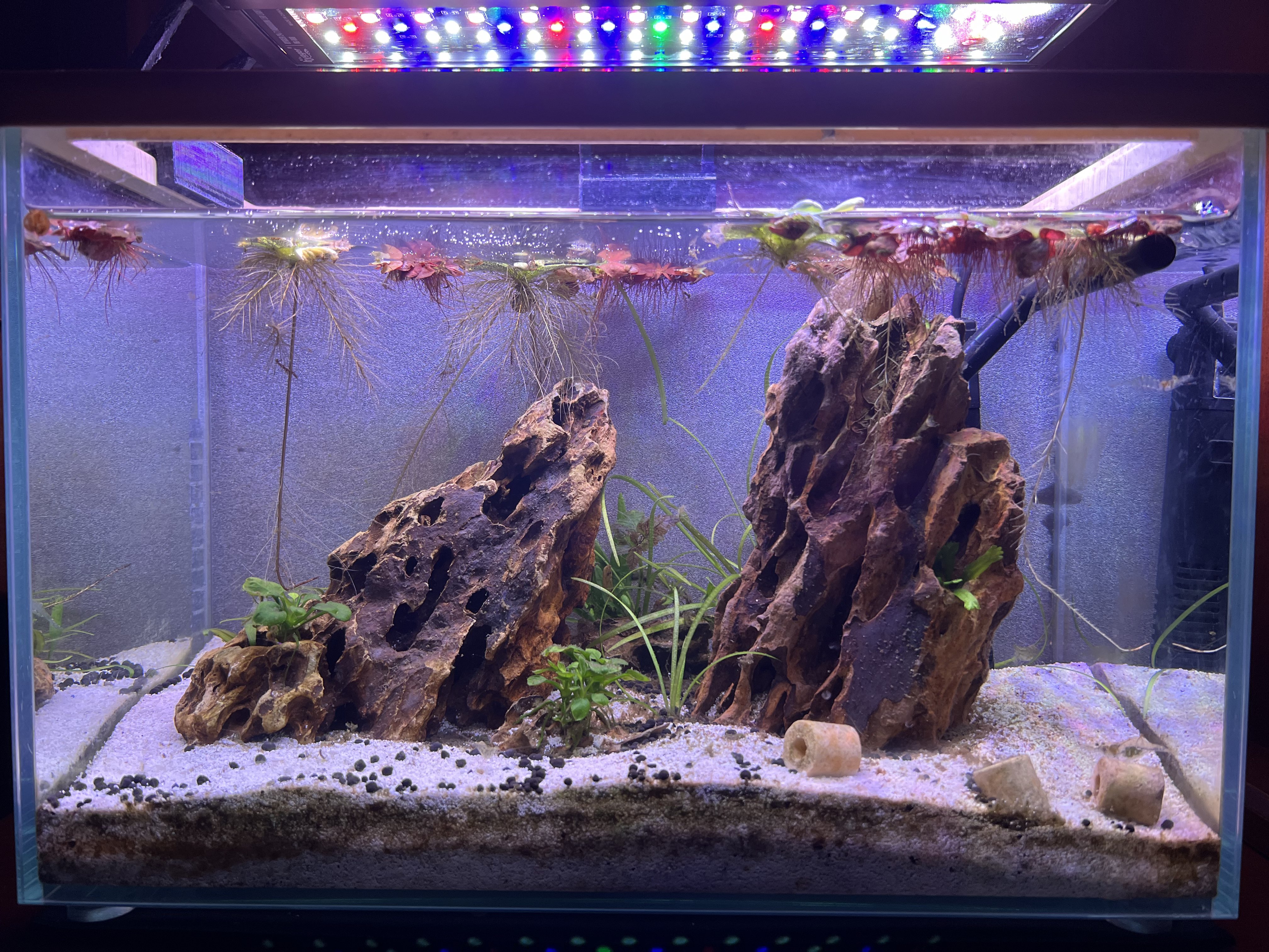 Home Aquarium Club Gallery Image