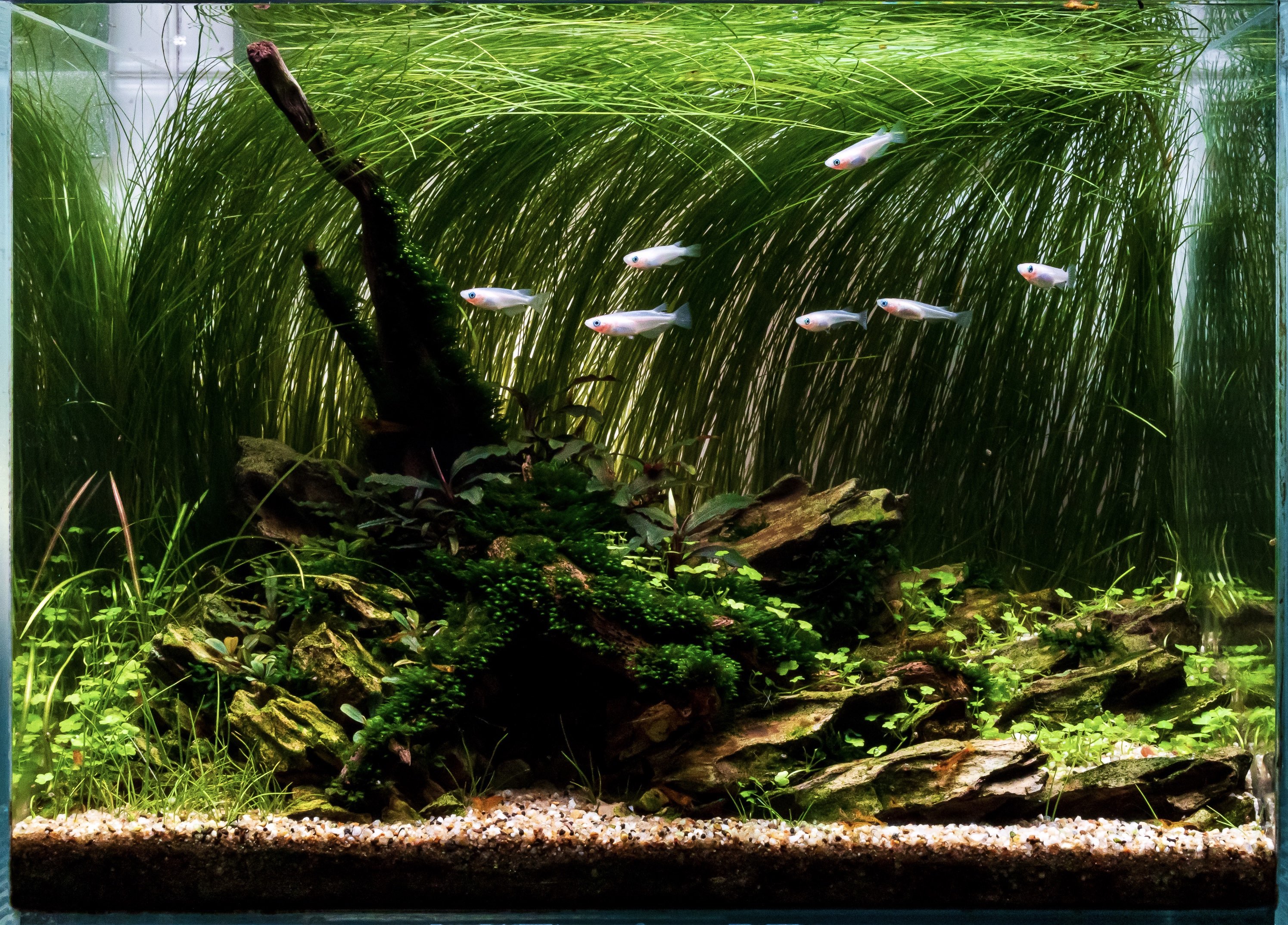 Home Aquarium Club Gallery Image