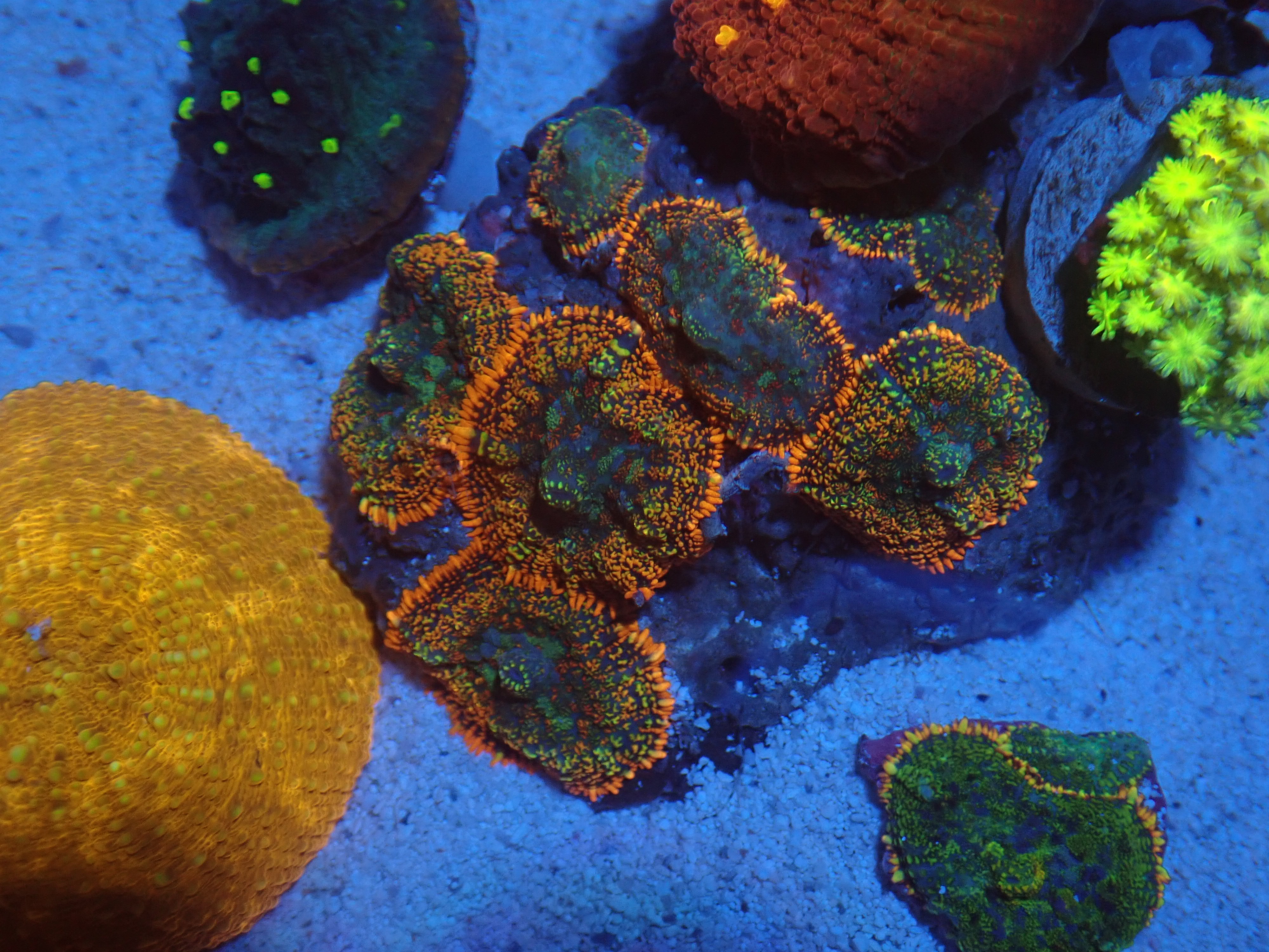 Home Aquarium Club Gallery Image
